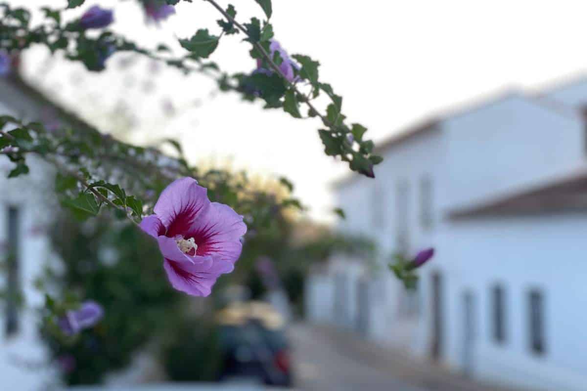 Aracena